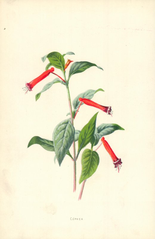 Cuphea av Frederick Edward Hulme