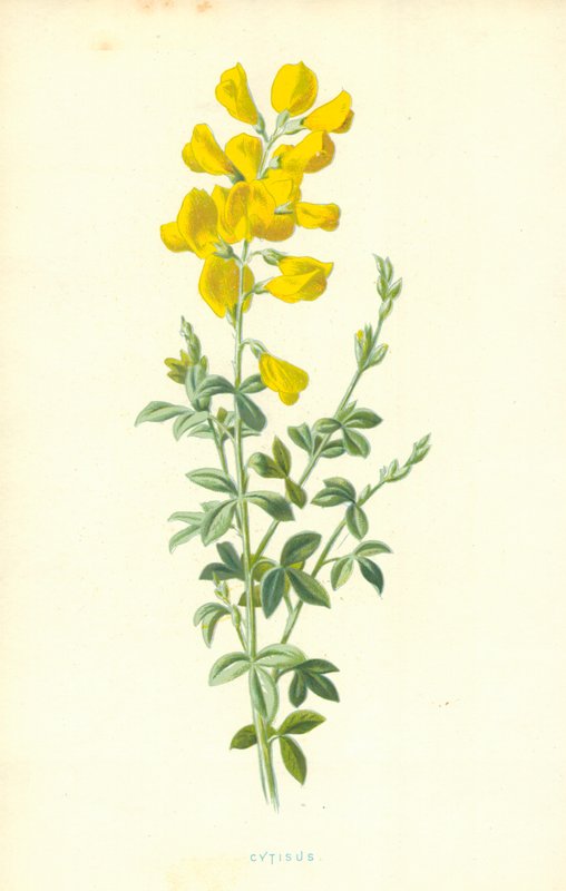 Cytisus av Frederick Edward Hulme