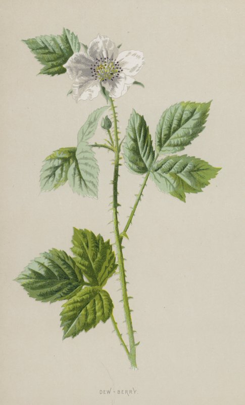 Dew-Berry (chromolitho) av Frederick Edward Hulme
