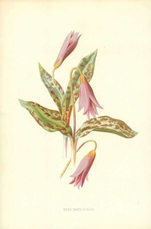 Hundetannfiolett av Frederick Edward Hulme