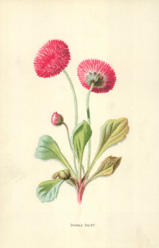 Dobbel Daisy av Frederick Edward Hulme