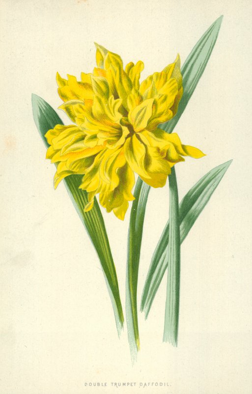 Dobbel trompet påskelilje av Frederick Edward Hulme
