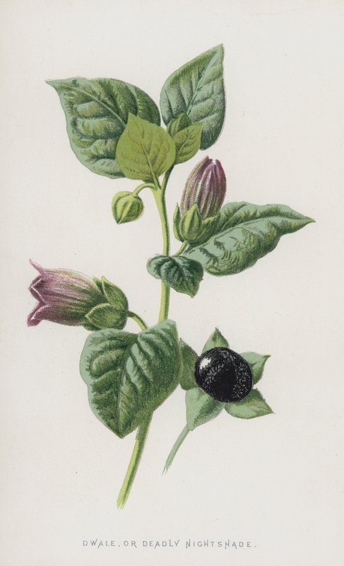 Dwale, eller Deadly Nightshade (chromolitho) av Frederick Edward Hulme