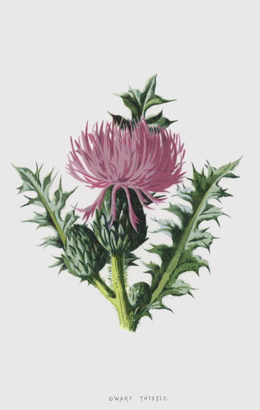 Dvergetistel (chromolitho) av Frederick Edward Hulme