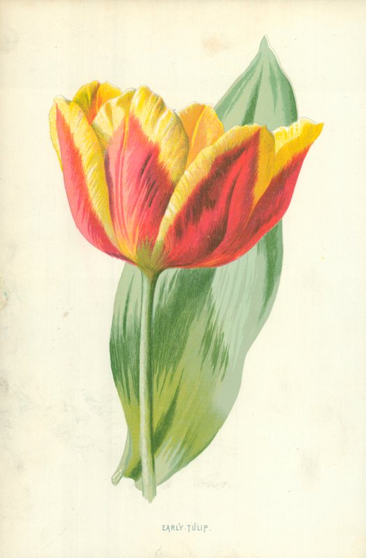 Tidlig Tulipan av Frederick Edward Hulme