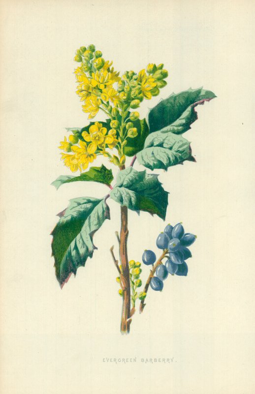 Eviggrønn berberis av Frederick Edward Hulme