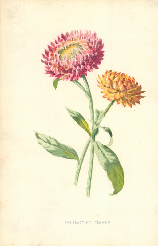 Evig blomst av Frederick Edward Hulme