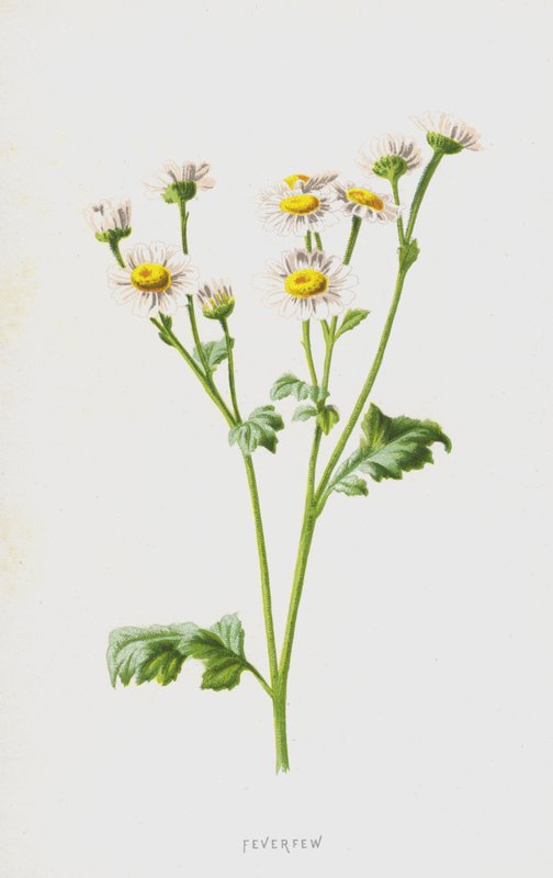 Feberfew (chromolitho) av Frederick Edward Hulme