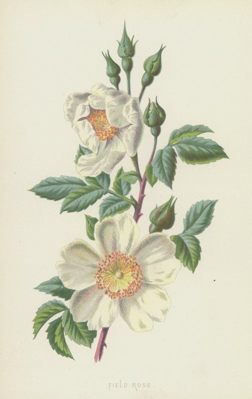 Field Rose (chromolitho) av Frederick Edward Hulme