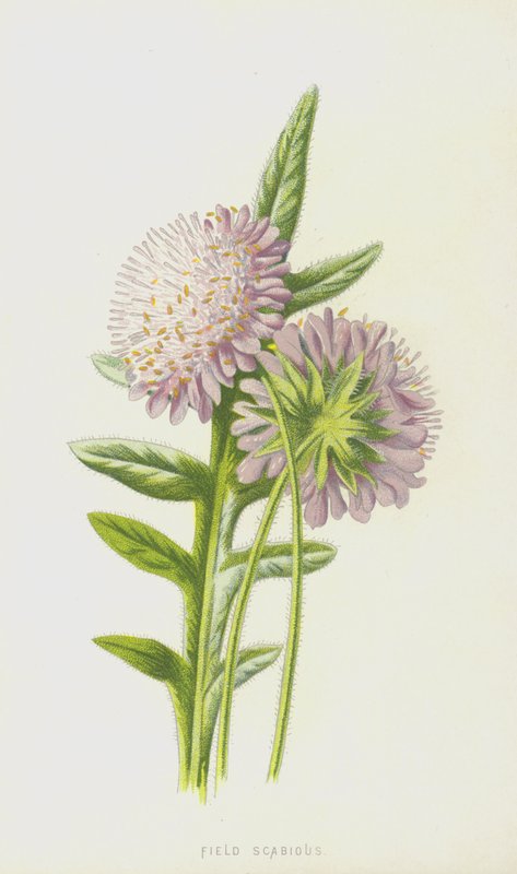 Field Scabious (chromolitho) av Frederick Edward Hulme