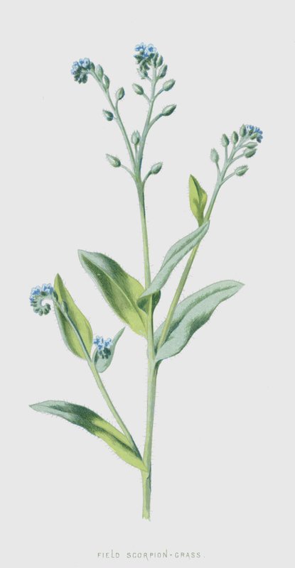 Markskorpion-gress (chromolitho) av Frederick Edward Hulme