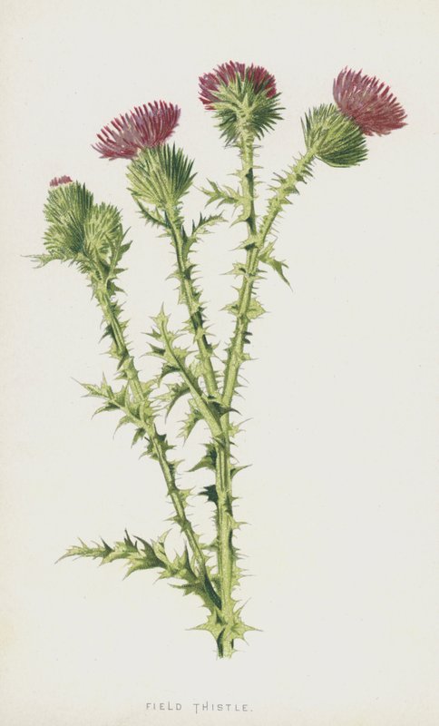 Åkertistel (chromolitho) av Frederick Edward Hulme