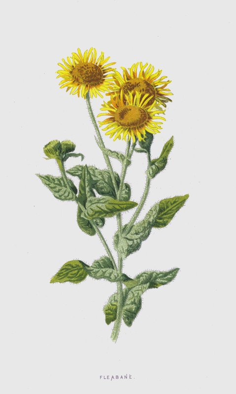 Fleabane (chromolitho) av Frederick Edward Hulme