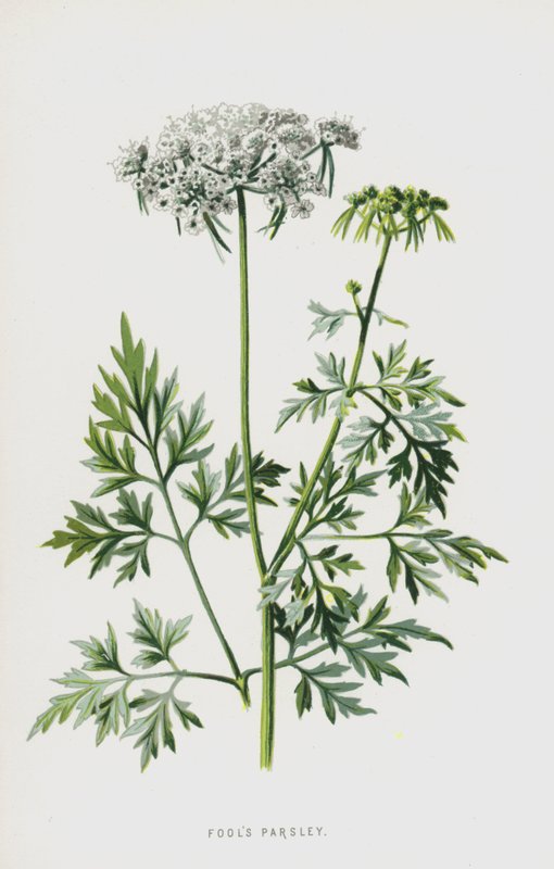 Fools Persille (chromolitho) av Frederick Edward Hulme