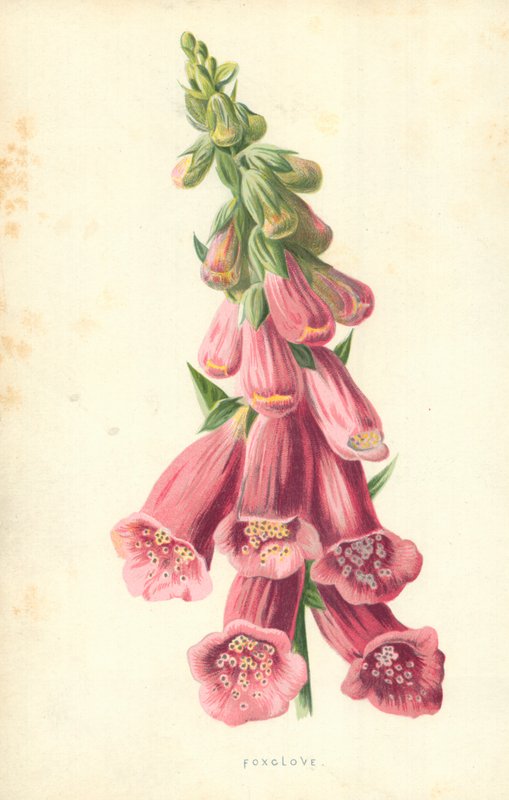 Revenellik av Frederick Edward Hulme