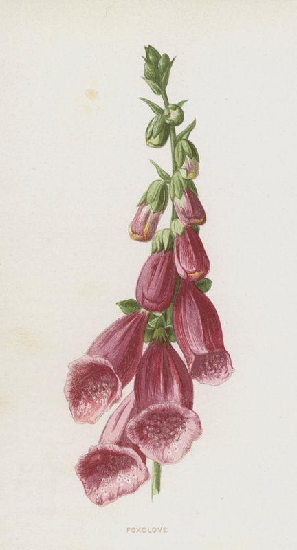 Revehanske (chromolitho) av Frederick Edward Hulme