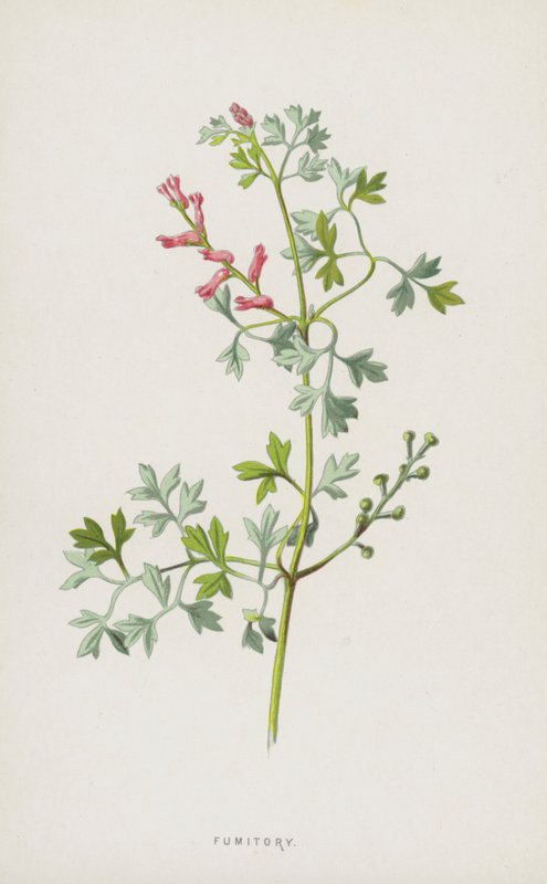 Fumitory (chromolitho) av Frederick Edward Hulme