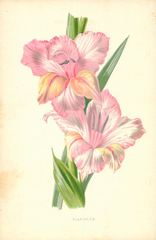 Gladiolus av Frederick Edward Hulme