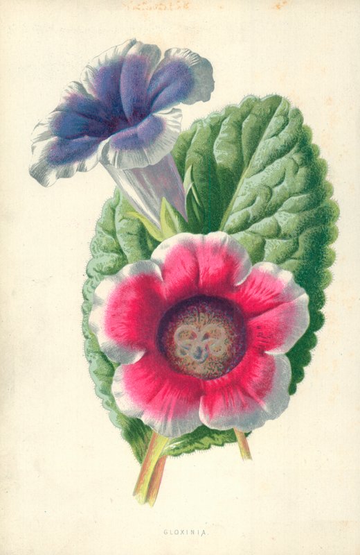 Gloxinia av Frederick Edward Hulme