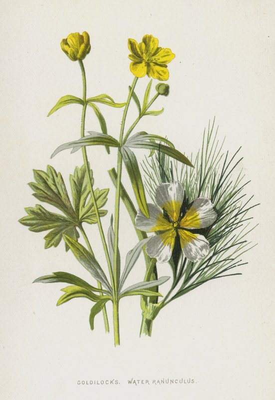 Gulllokk, Water Ranunculus (chromolitho) av Frederick Edward Hulme
