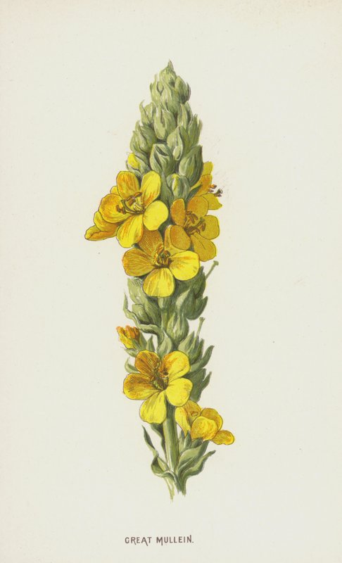 Stor mullein (chromolitho) av Frederick Edward Hulme