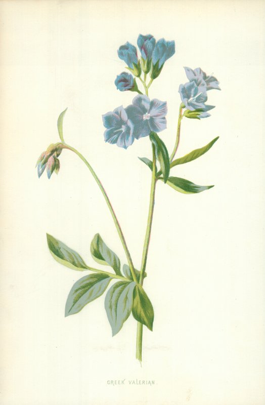 gresk valerian av Frederick Edward Hulme