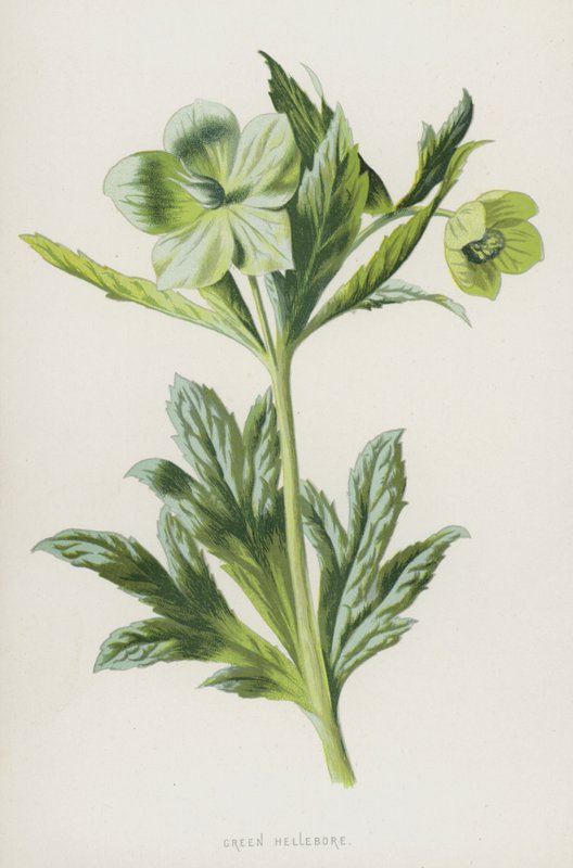 Grønn Hellebore (chromolitho) av Frederick Edward Hulme