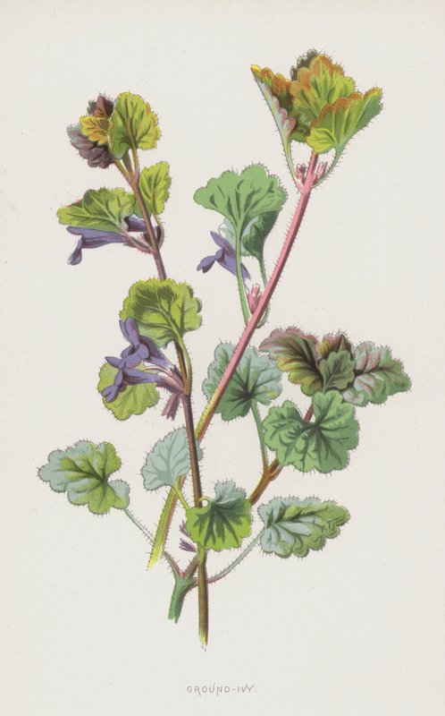 Ground-Ivy (chromolitho) av Frederick Edward Hulme
