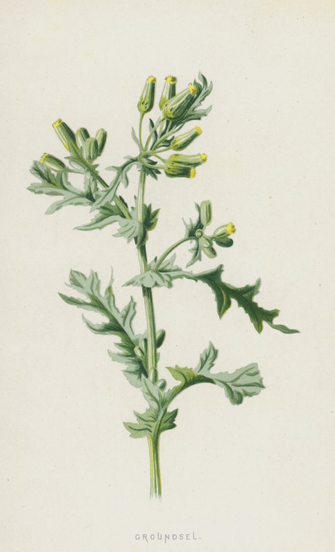 Groundsel (chromolitho) av Frederick Edward Hulme