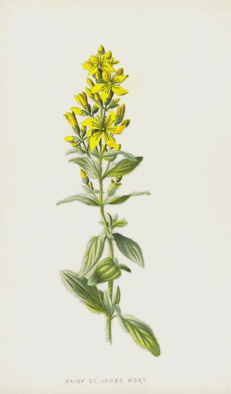 Hårete johannesurt (chromolitho) av Frederick Edward Hulme