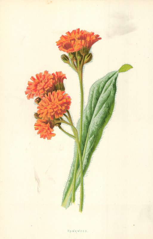 Hawkweed av Frederick Edward Hulme
