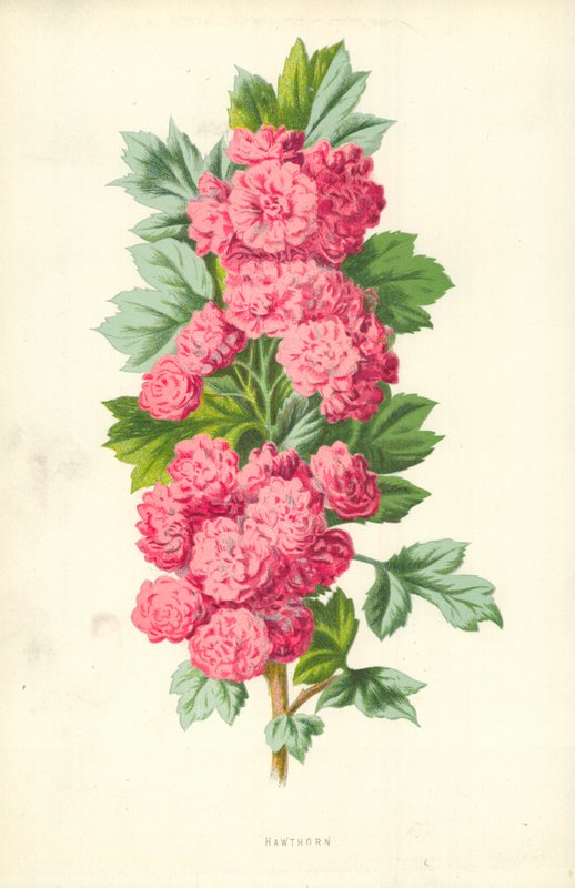 Hagtorn av Frederick Edward Hulme