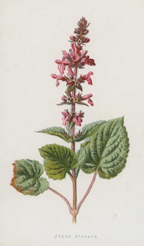 Hedge Stachys (chromolitho) av Frederick Edward Hulme