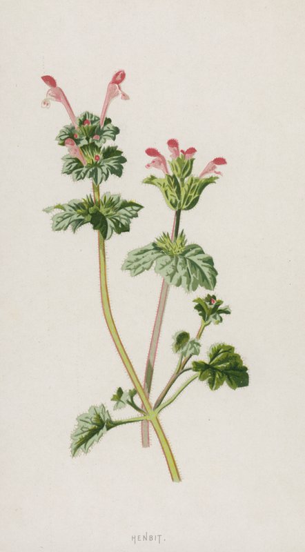 Henbit (chromolitho) av Frederick Edward Hulme