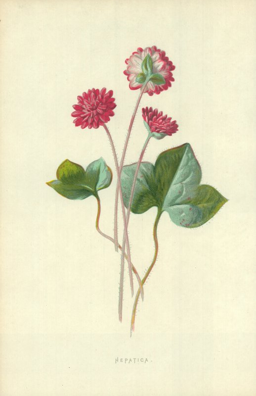 Hepatica av Frederick Edward Hulme
