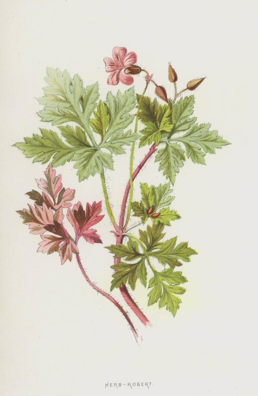 Herb-Robert (chromolitho) av Frederick Edward Hulme