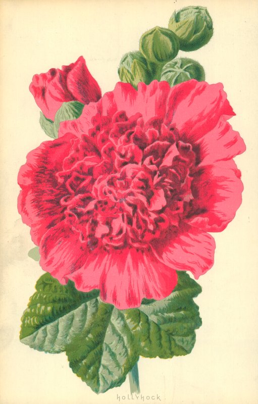 Stokrose av Frederick Edward Hulme