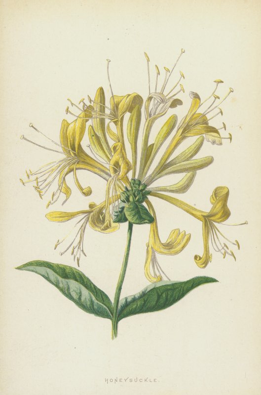 Honeysuckle (chromolitho) av Frederick Edward Hulme