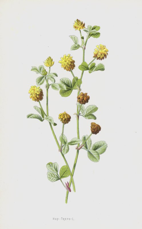 Hop-Trefoil (chromolitho) av Frederick Edward Hulme