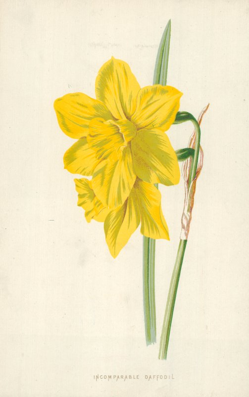 Usammenlignelig påskelilje av Frederick Edward Hulme