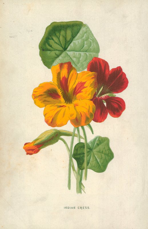 Indisk karse av Frederick Edward Hulme