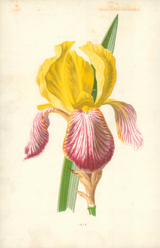 Iris av Frederick Edward Hulme