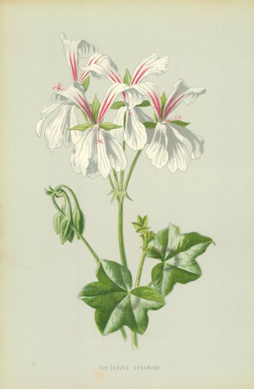 Eføy-Leaved Geranium av Frederick Edward Hulme