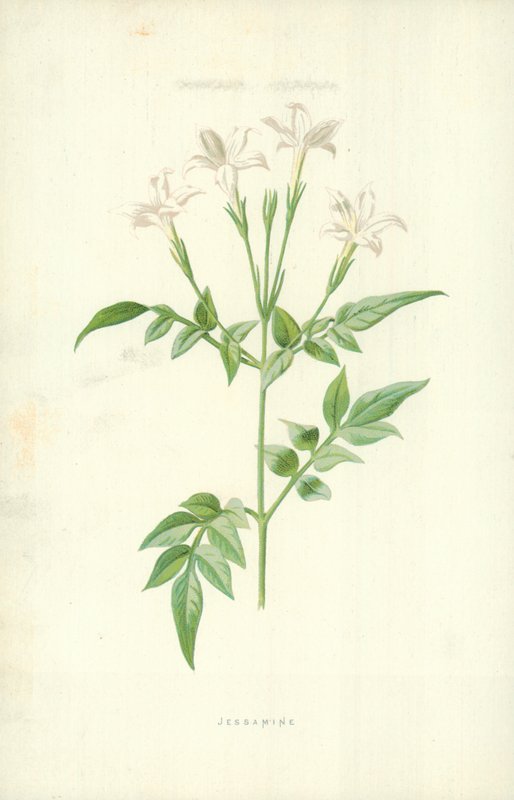 Jessamine av Frederick Edward Hulme