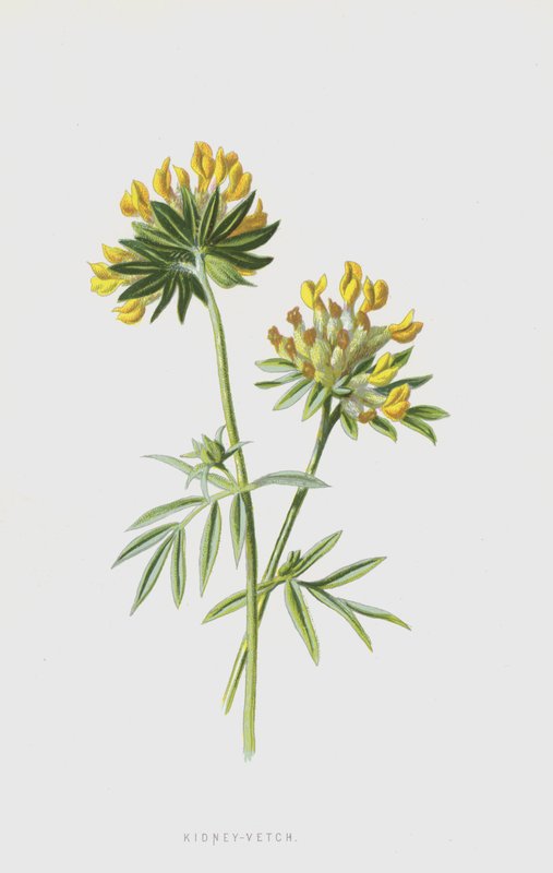 Nyre-Vetch (chromolitho) av Frederick Edward Hulme
