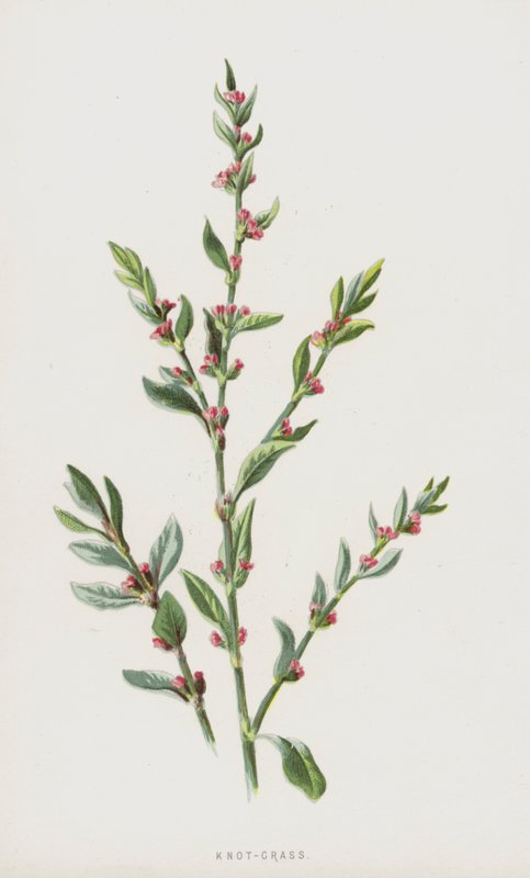 Knot-Grass (chromolitho) av Frederick Edward Hulme