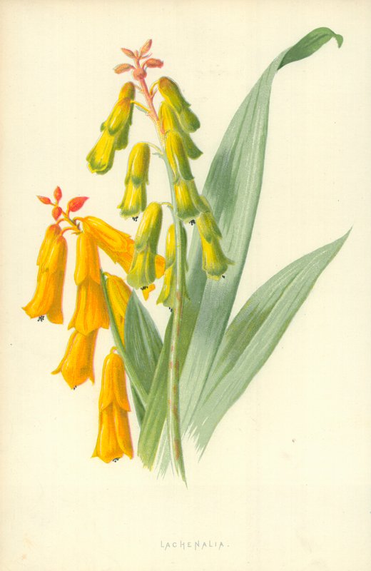 Lachenalia av Frederick Edward Hulme