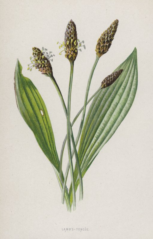 Lam-tunge (chromolitho) av Frederick Edward Hulme