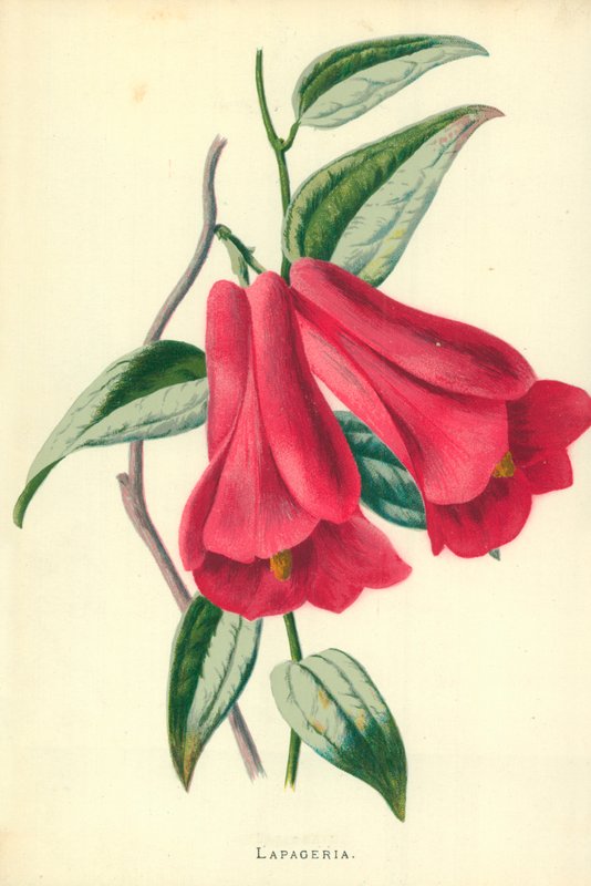 Lapageria av Frederick Edward Hulme