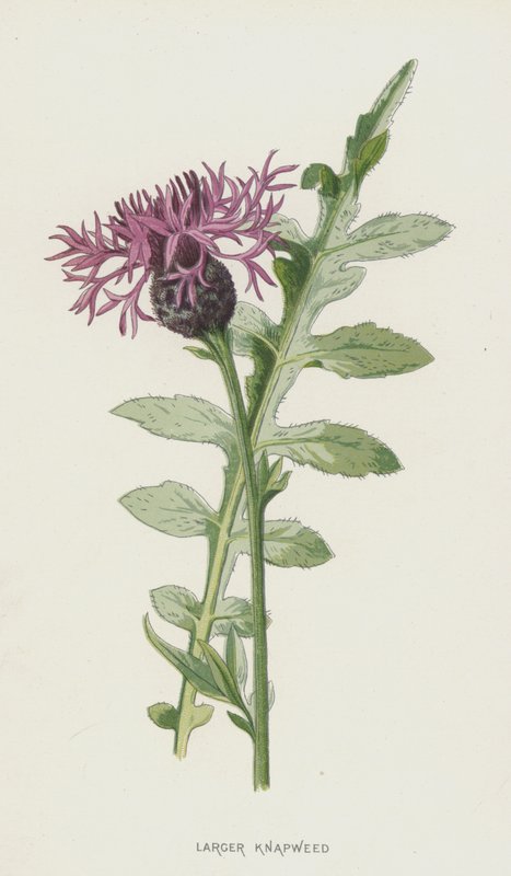 Større knapweed (chromolitho) av Frederick Edward Hulme